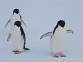 Adelie penguins 4